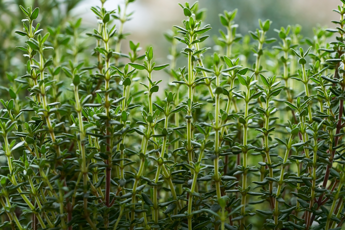 Close-up of a thyme plant with a blurred background