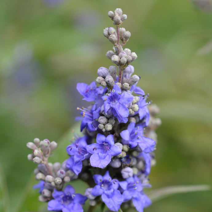 Close-up of a blooming vitex plant with clusters of small purple flowers and developing vitex berries against a soft green background.