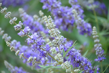 Close-up of Vitex berries, also known as chaste tree berries, with clusters of small purple flowers and green buds on woody stems.