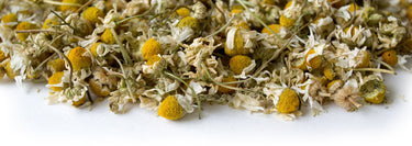 A large pile of chamomile spread out on a white surface. 