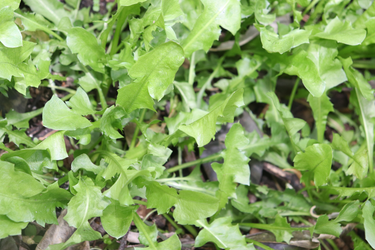 Close-up of fresh wild lettuce leaves with jagged edges growing in the soil.